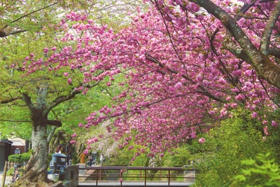 桃花樱树公园